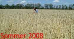 sommer